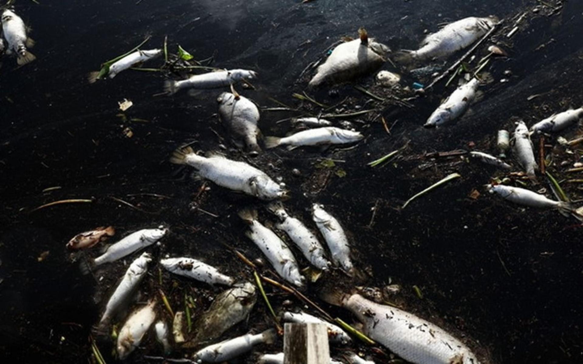 登嘉楼直落卡隆海滩，疑遭船只废油所污染，造成海洋生物死亡。