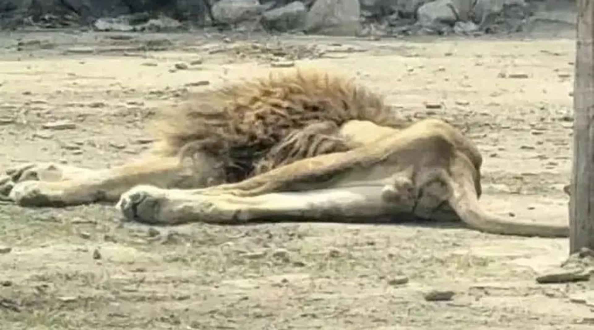 园区内一雄性狮子躺在地上，狮子体型较瘦，能看到明显骨骼。