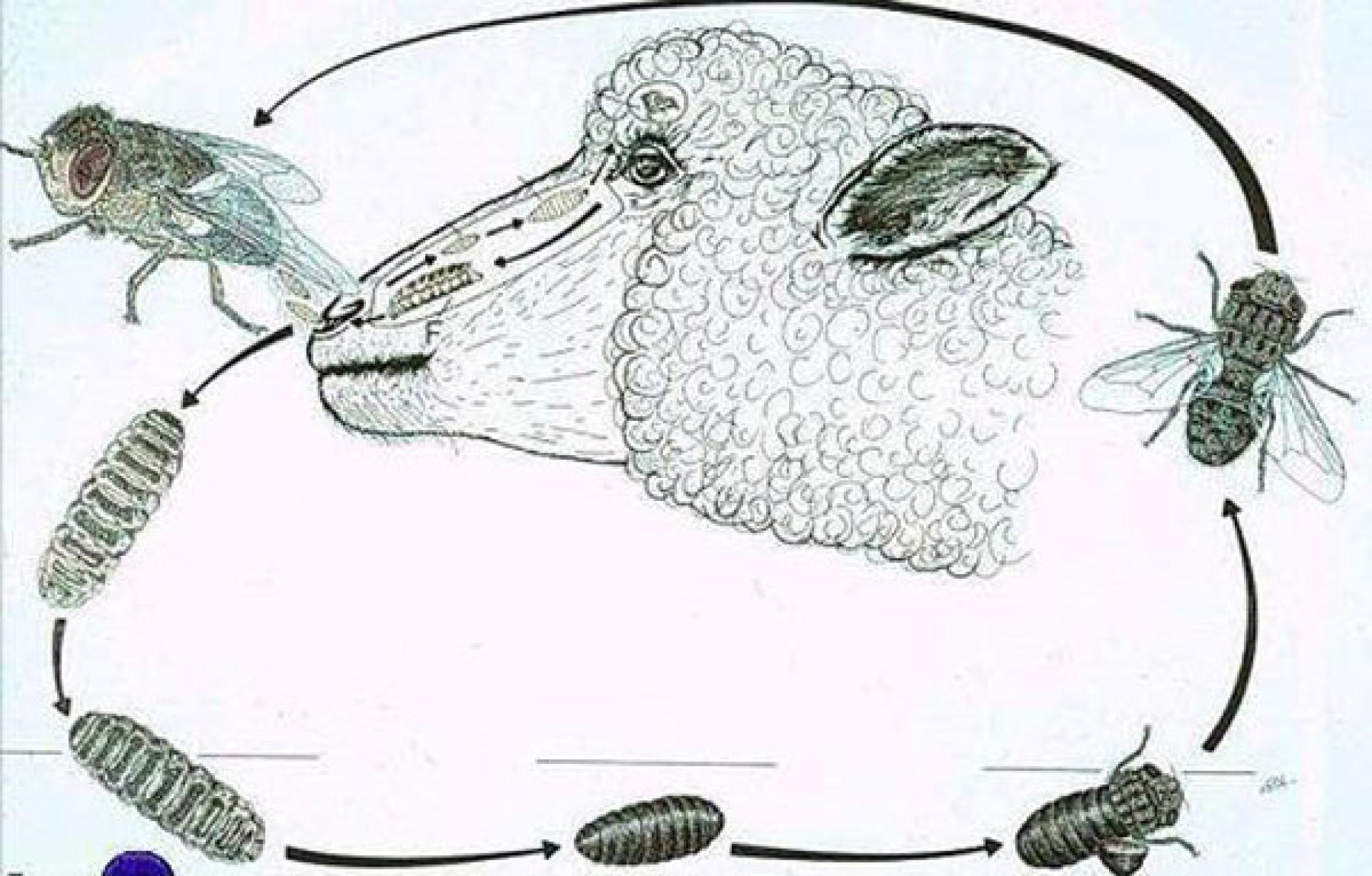 羊鼻蝇蛆是寄生在羊鼻腔里面的小小寄生虫。