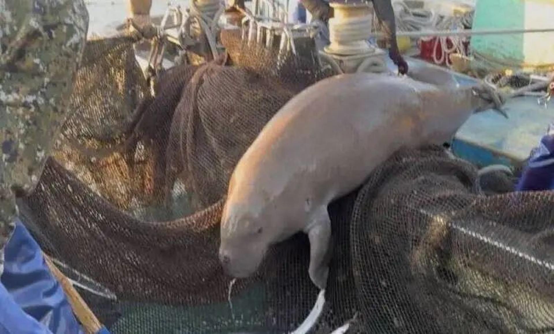 被视为传说中“美人鱼”的儒艮。