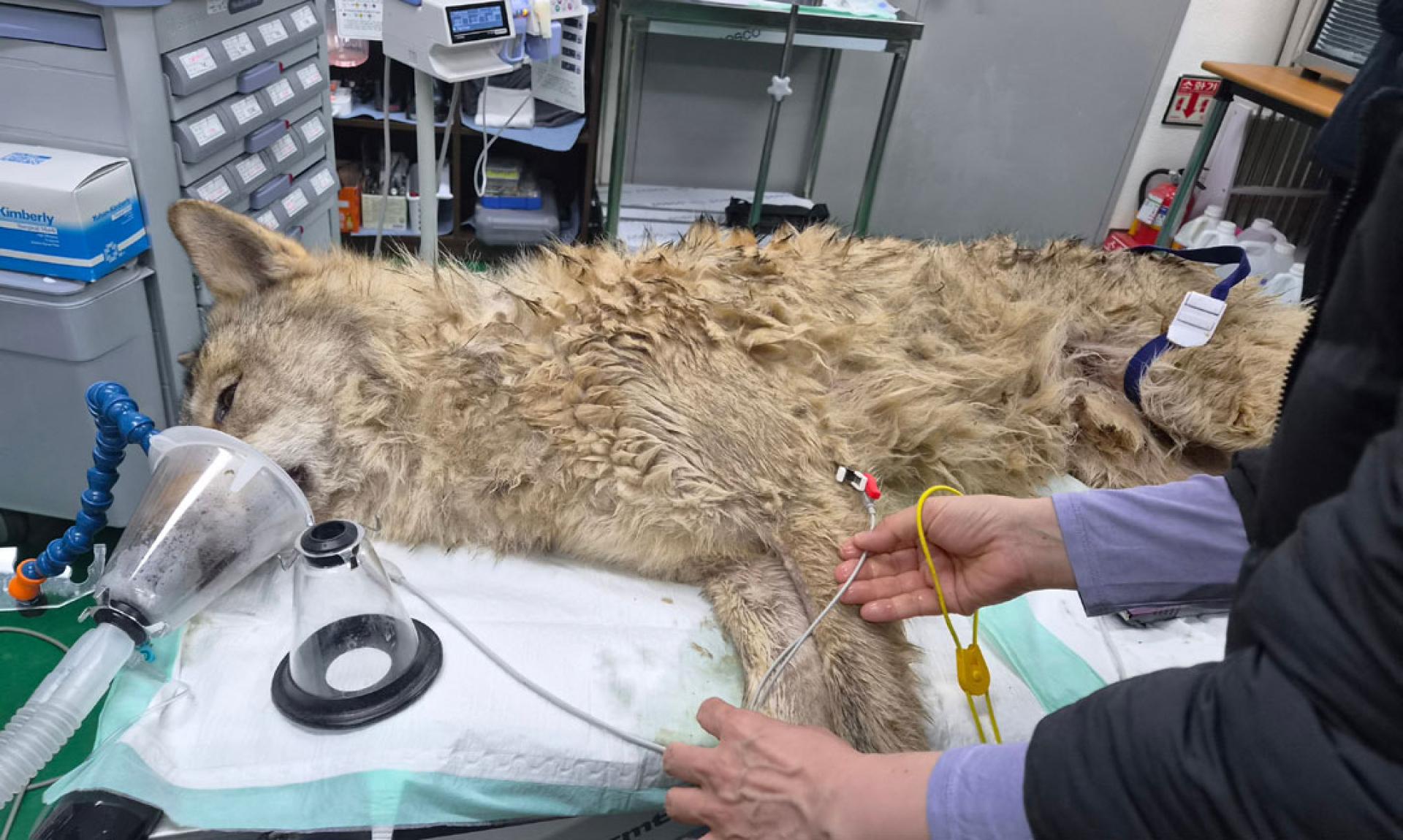 兽医和工作人员17日在检查“勒古”的状况。