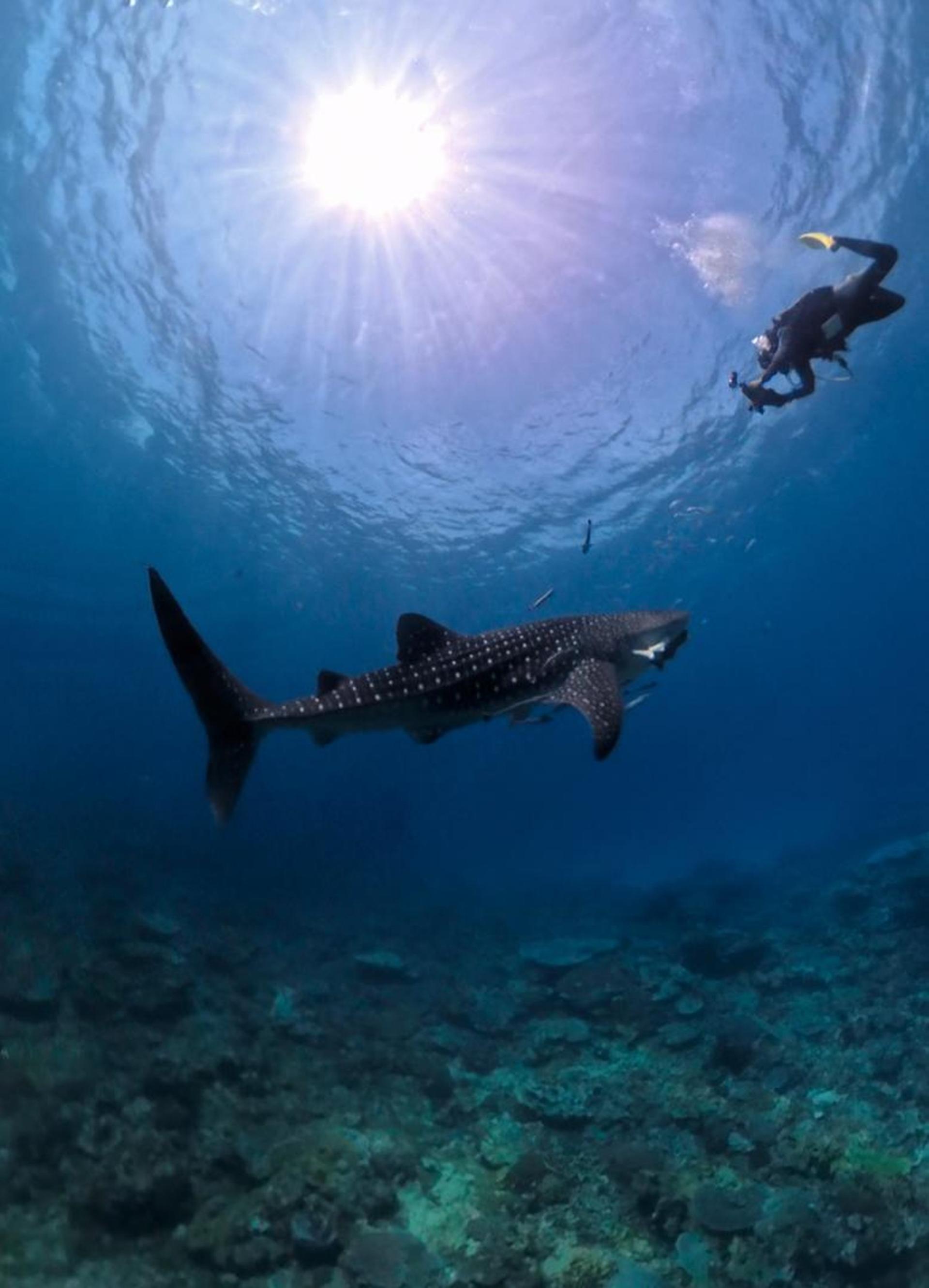 7名潜水员日前在民都鲁海域潜水时，意外邂逅鲸鲨，为潜水行程增添难忘体验。（Borneo Dive Network潜水中心提供）