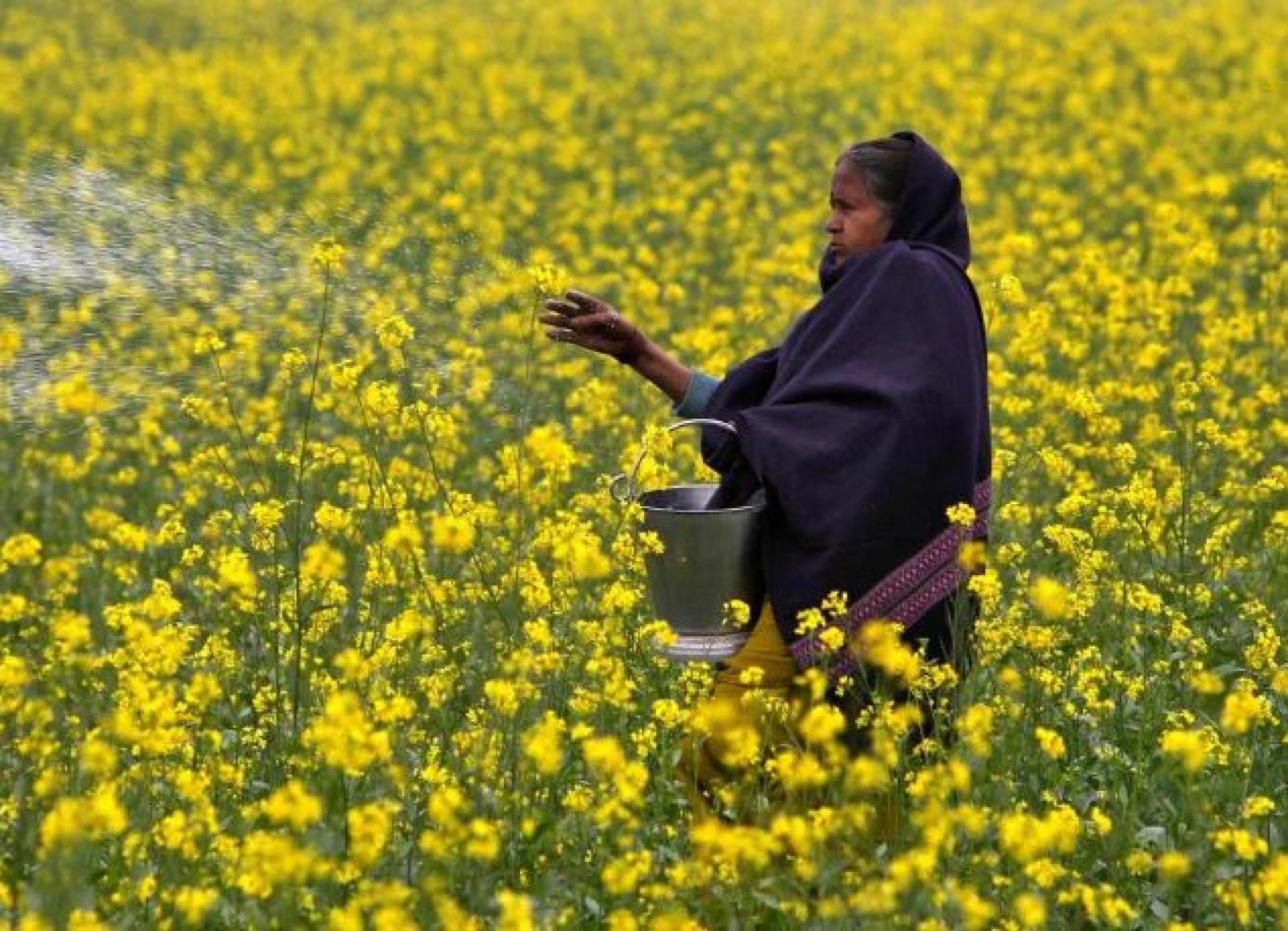 澳大利亚将从印度尼西亚采购25万吨用于化肥的尿素，以填补因中东冲突引发的供应缺口。