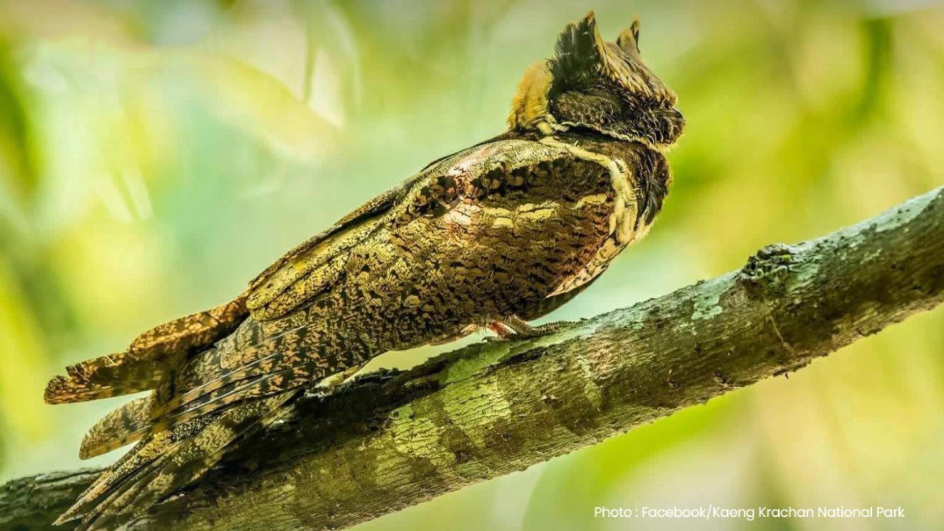 泰国岗卡章国家公园在宋干节期间出现罕见鸟类踪影，一只极难在野外见到的“大耳夜鹰”罕见现身路旁，引发游客与摄影爱好者热烈关注。