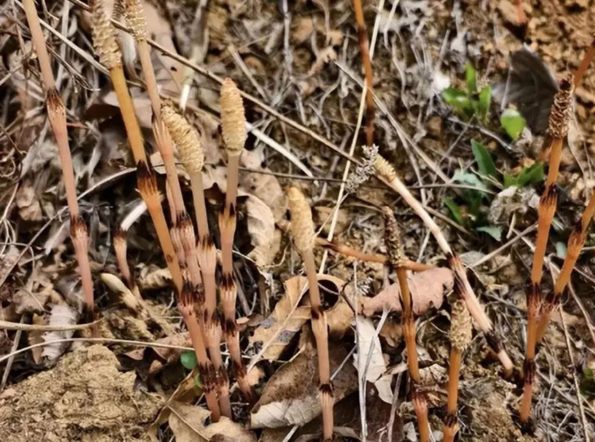 常伴生于金矿矿藏地周围的问荆草。
