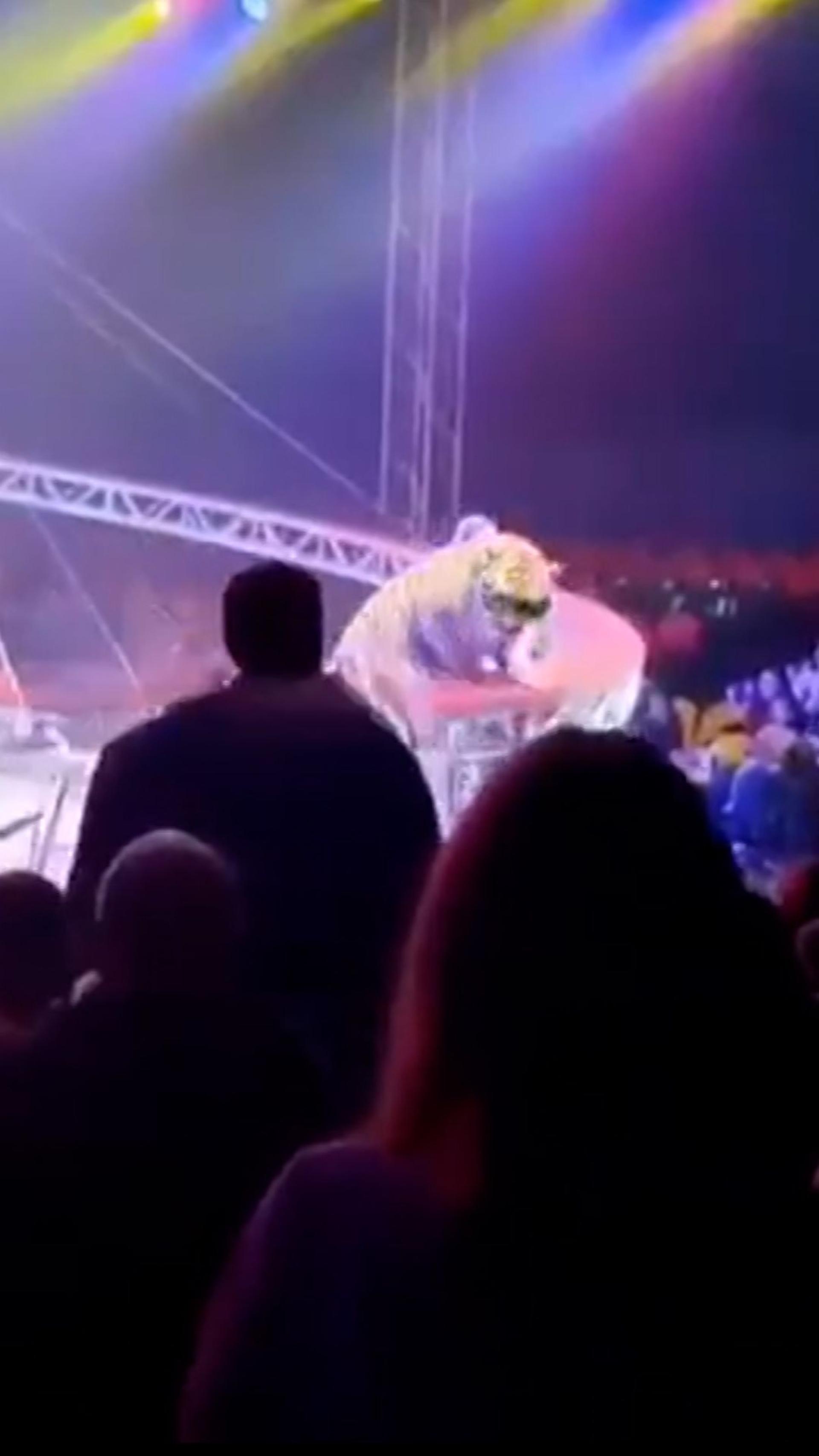 老虎钻入观众席!