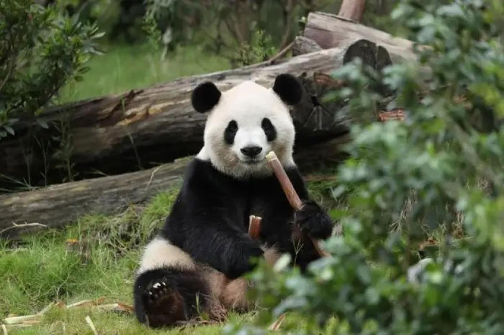 熊猫“福双”。