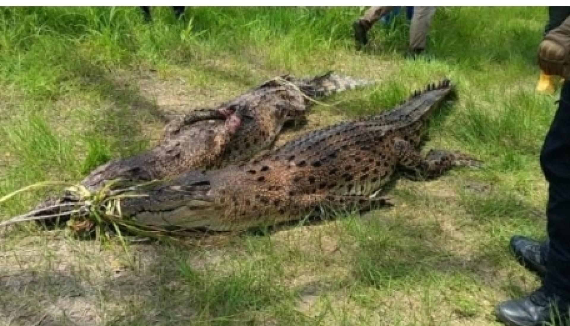 两只被捕获的雌性鳄鱼。