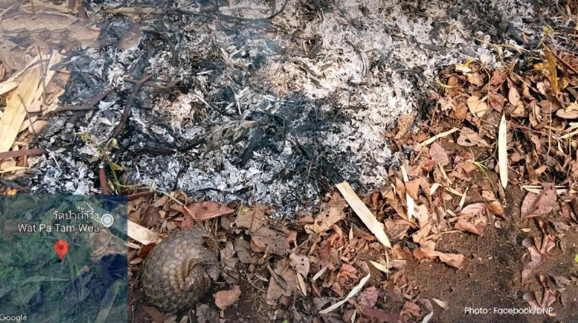 在泰国湄宏顺府一座国家公园发生的野火中，护林员发现一只严重受伤的雌性穿山甲，被困在火海之中。