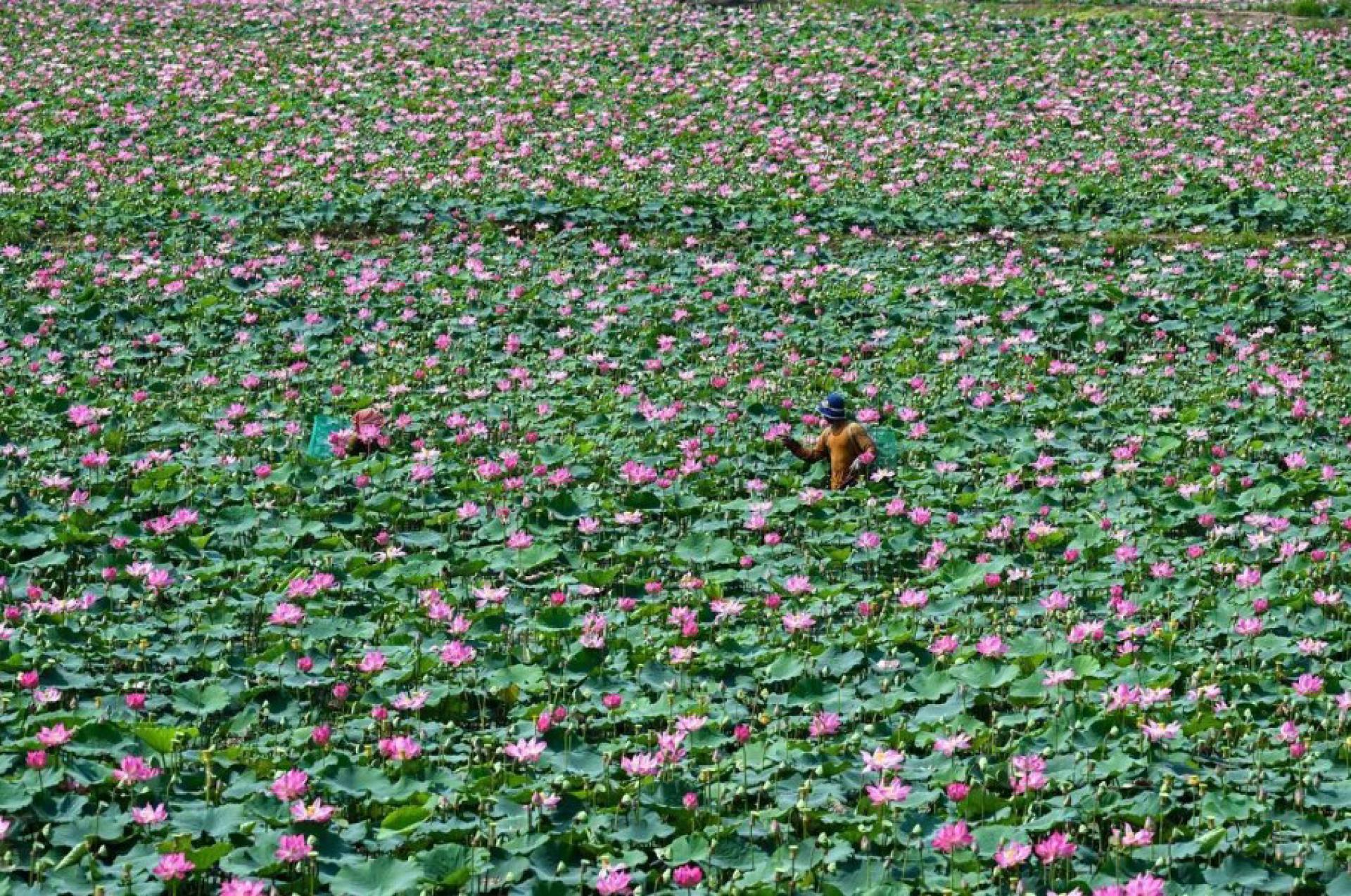 4月25日，柬埔寨干丹省农民在莲塘里忙着采收莲藕。