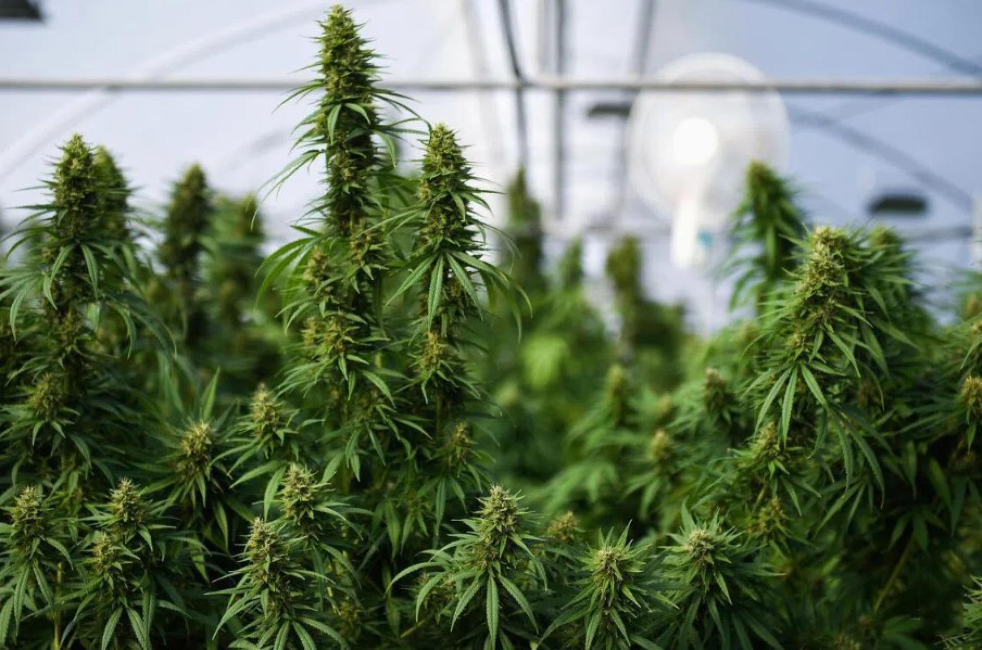 泰国呵叻府一家农场的大麻植株。这家农场是泰国政府首批获准种植大麻并向医疗机构出售产品的农场之一。 （档案照片）