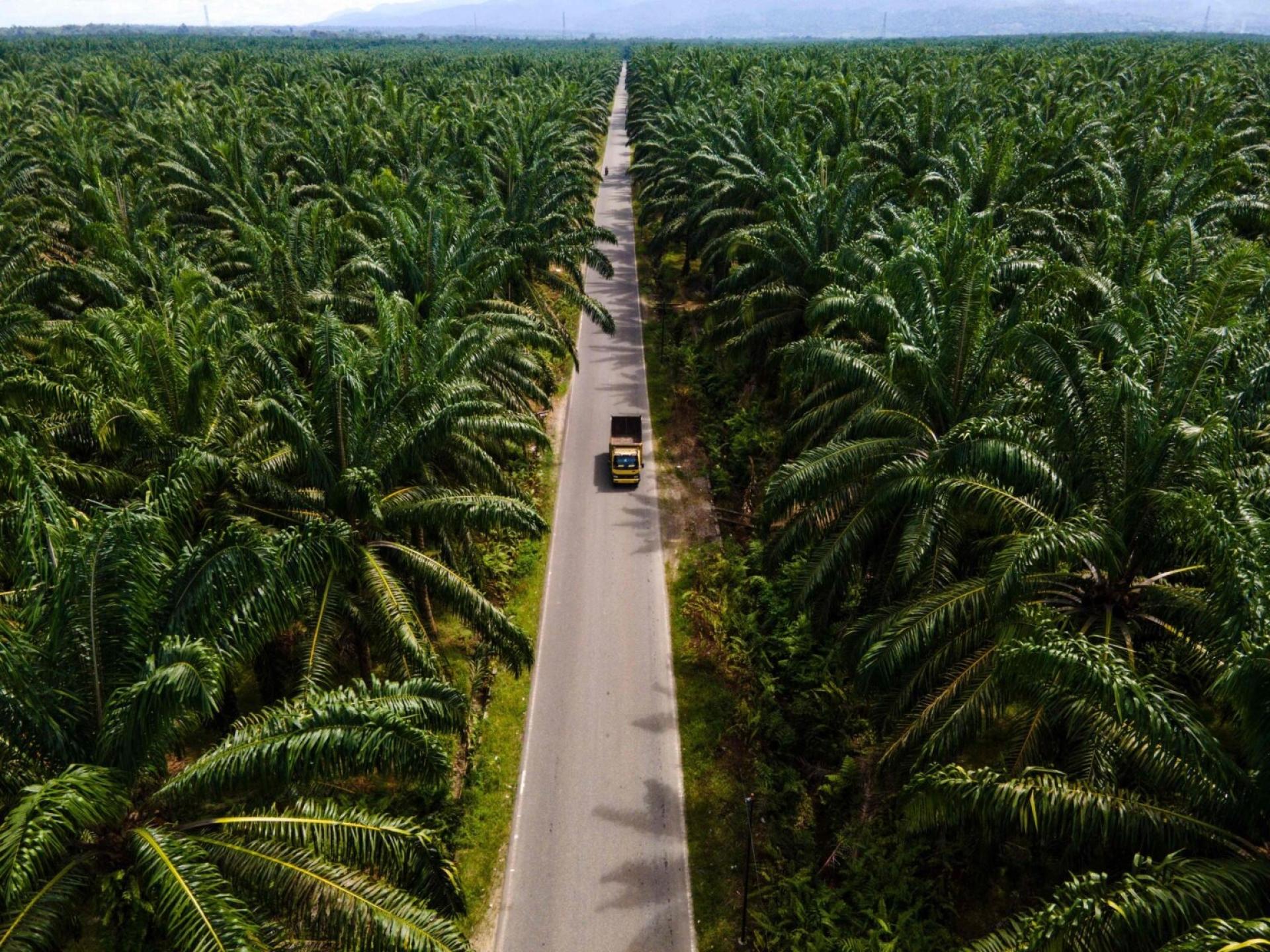 印尼希望以棕榈油生物柴油替代部分化石燃料，减少柴油进口。