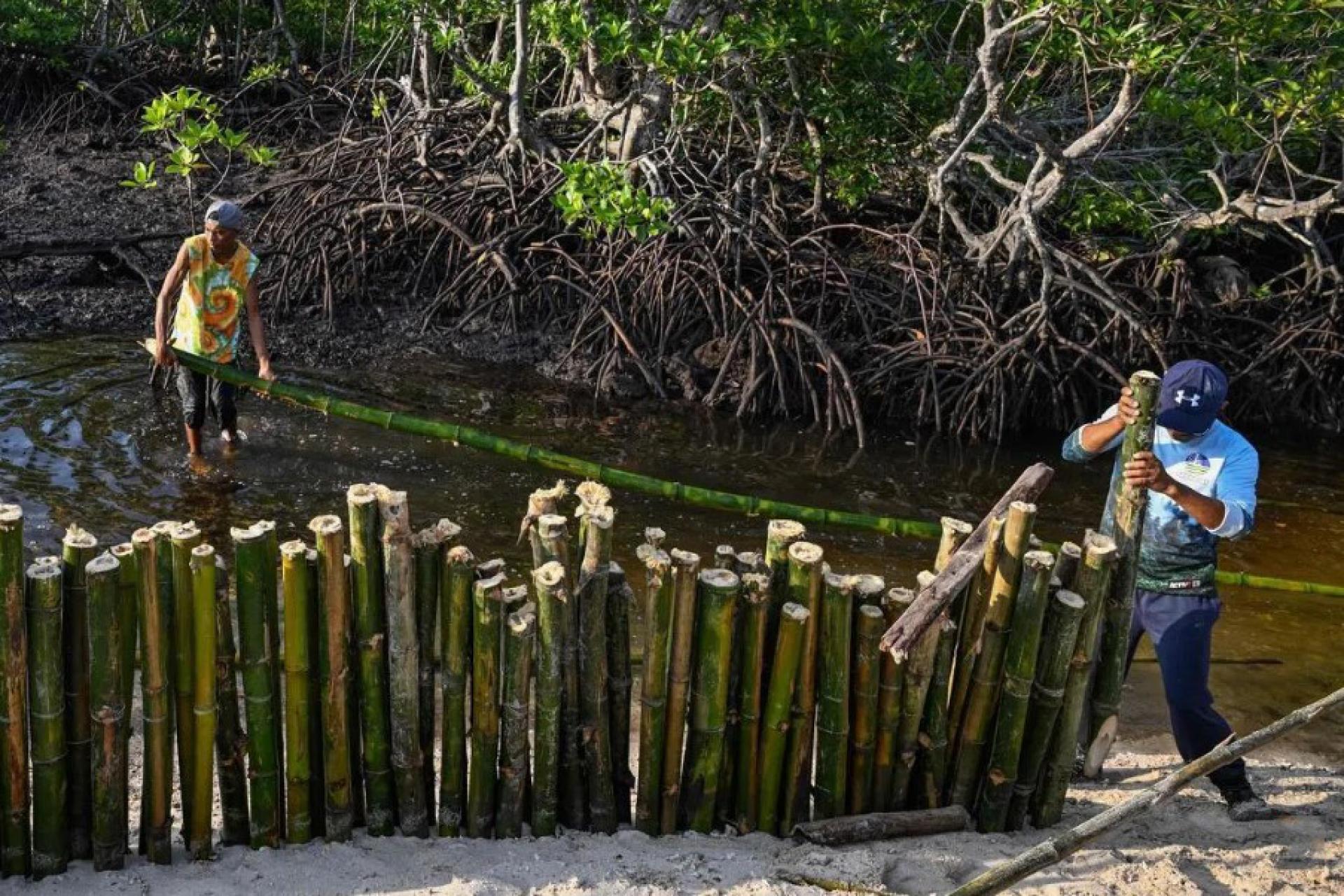 环保人士在菲律宾马斯巴特省的蒂考岛（Ticao Island）搭建竹篱笆，减缓海浪冲刷速度，避免海浪带来的泥沙堵塞潮汐通道，从而保障红树林根部的氧气与海水供应，防止红树林窒息枯死。