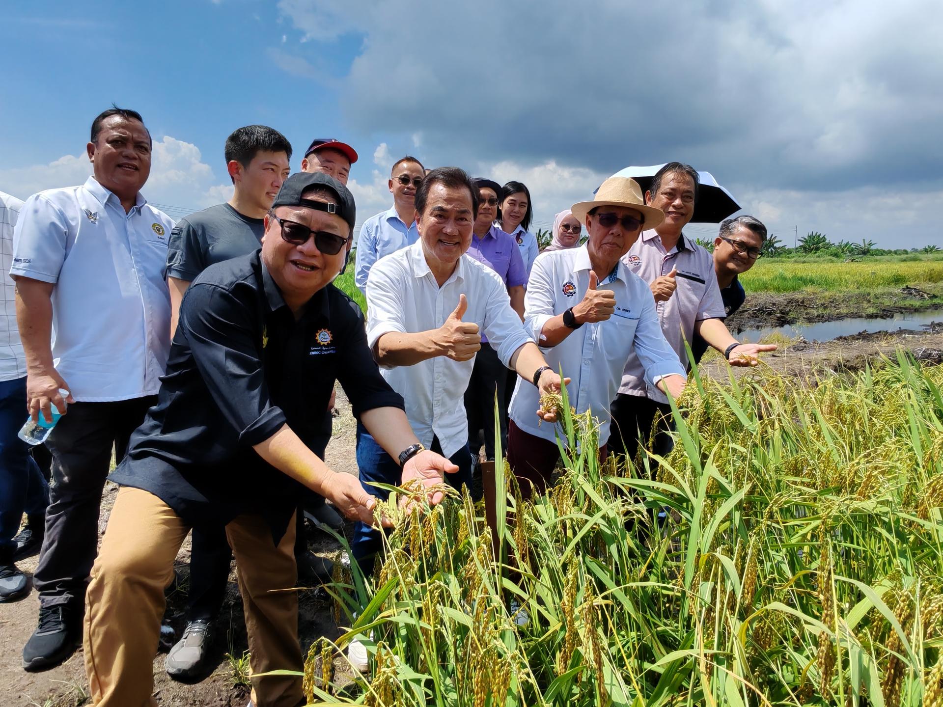 拿督斯里史蒂芬伦迪（前排左3）今日巡视位于瓜拉峇南的Borneoland Paddy有限公司多年生稻试验田。前排左2为Borneoland Paddy有限公司董事经理拿督许庆璋。