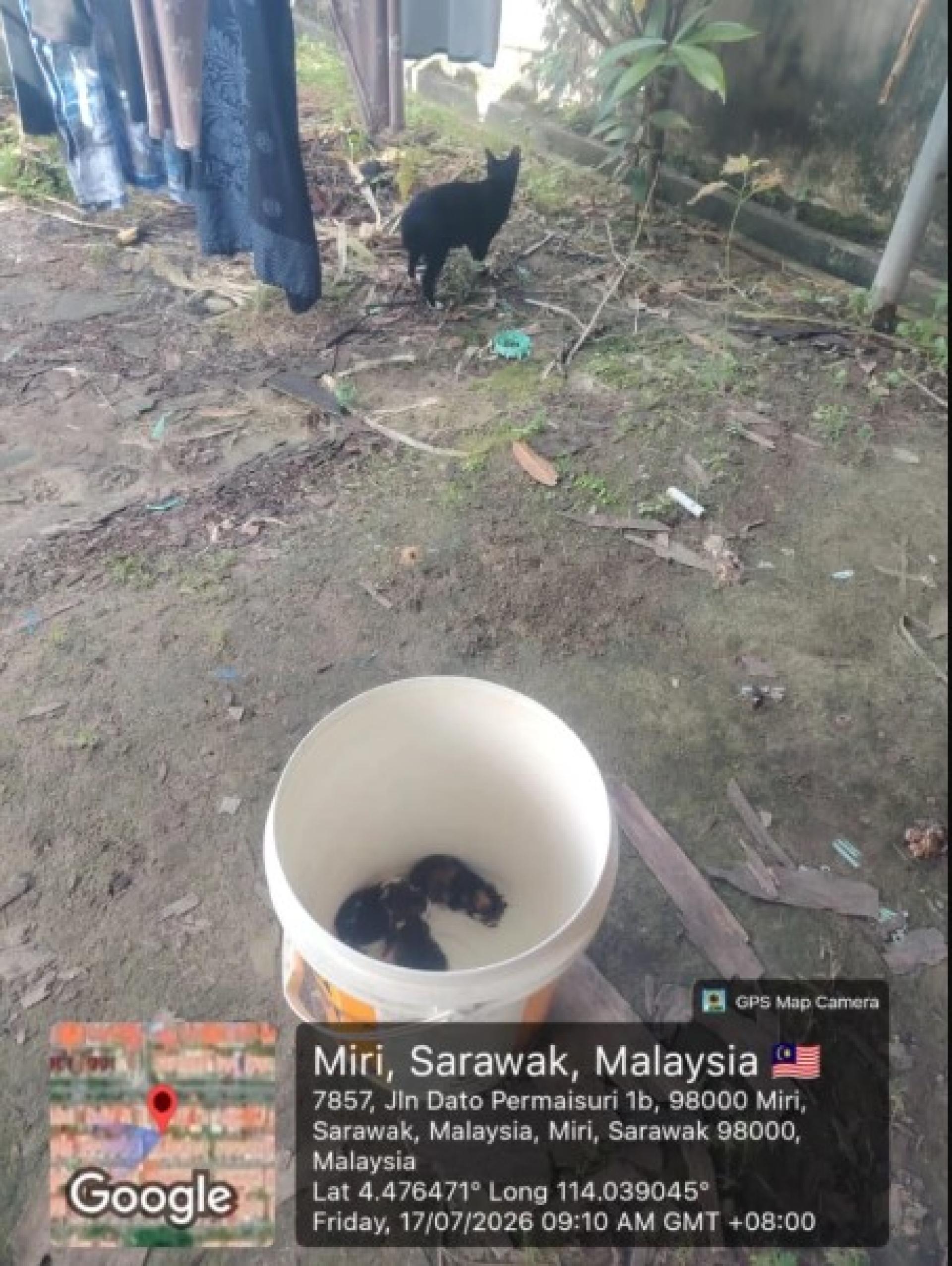 消防员成功救出受困在屋顶上的四只小猫。
