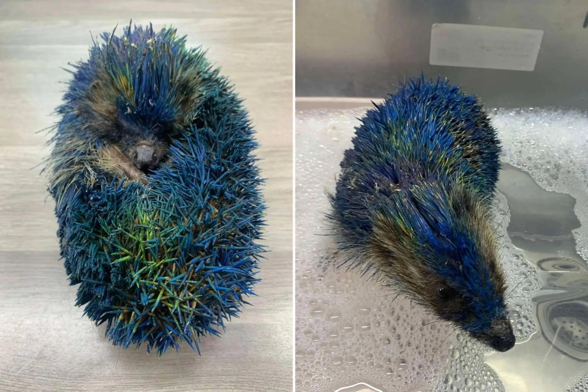 取自太阳报